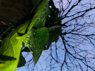 Obraz premium dragon on the roof