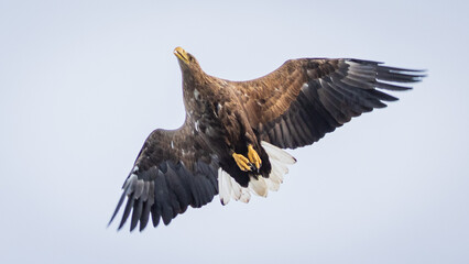 Ein Seeadler im Trollfjord, Norwegen