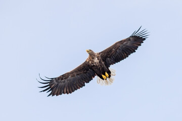 Ein Seeadler im Trollfjord, Norwegen