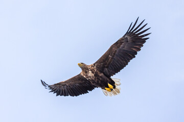 Ein Seeadler im Trollfjord, Norwegen