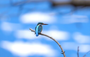 A kingfisher bird perched on a branch against a blurred blue background