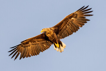 Ein Seeadler im Trollfjord, Norwegen