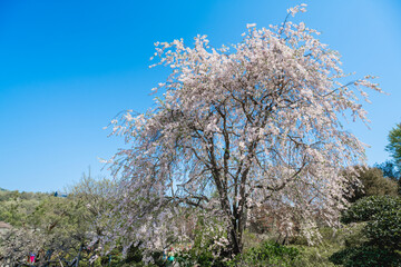 Naklejka premium Blooming cherry blossom trees in Japan