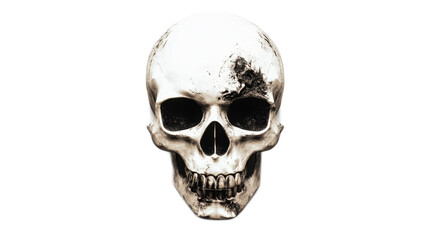 Skull Illustration Isolated On Transparent Background 