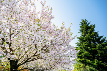 Blooming cherry blossom trees in Japan