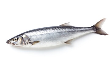 Obraz premium Herring fish seafood sardine animal.