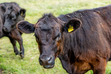 Fototapeta premium Close-up of a black and tan cow with tagged ear in a grassy field, accompanied by another cow, she is looking directly at the camera, with tongue poking out while the other cow has its head turned