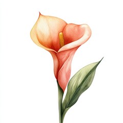 A stunning watercolor illustration of a peach-colored calla lily flower with delicate leaves against a white background.