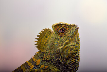 Boyd's forest dragon (Lophosaurus boydii) on white background