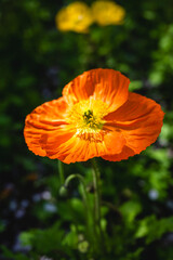 Corn poppy flowers in the garden.