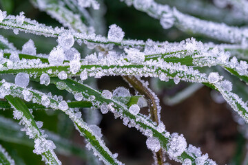 France - Frosty Morning Grass Close-Up