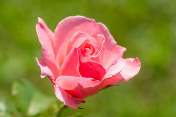France - Pink Garden Rose (Rosa)