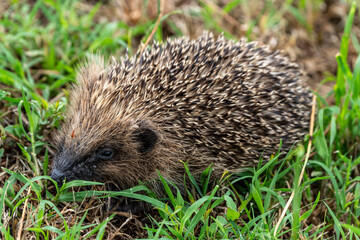 France - European Hedgehog (Erinaceus europaeus)