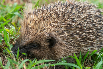 France - European Hedgehog (Erinaceus europaeus) © GuillaumeAngleraud