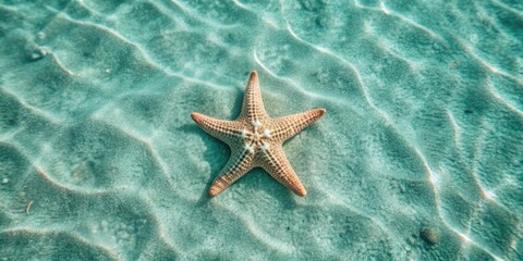 Starfish resting on a sparkling turquoise shore.