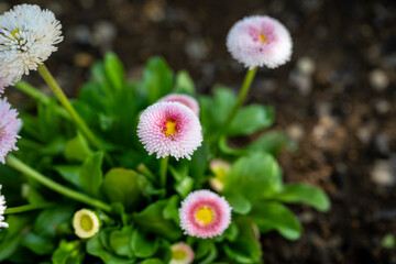 Bellis perennis in the garden.Pink bellis pomponette. © kuenlin