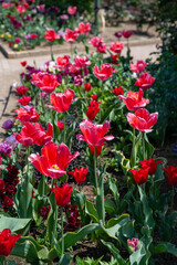 Obraz premium Many color tulips in the garden.