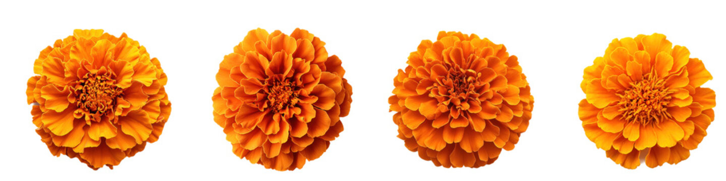 A vibrant marigold flower (cempas&Atilde;&ordm;chil) with rich orange petals, isolated on a transparency background