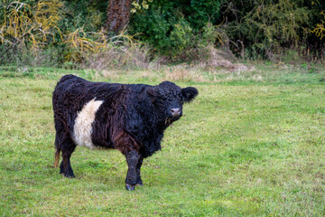 A view of a Galloway cattle on a green meadow in the forest