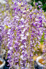 Obraz premium Wisteria floribunda flowers in the garden.