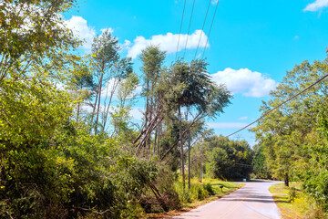 Tree is blown down by tropical storm hurricane, breaking electrical wires