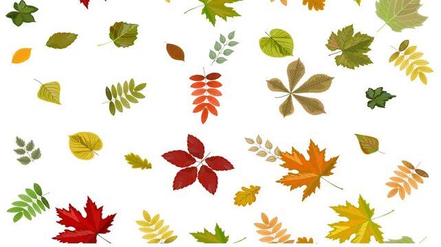 Autumn leaves fall and swirl. Alpha channel.