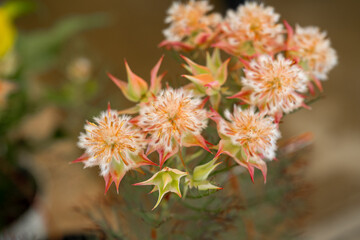Blushing Bride ( Serruria florida ) in the garden.