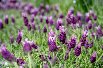 Lavandula stoechas in the garden.