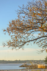 landscape with trees
