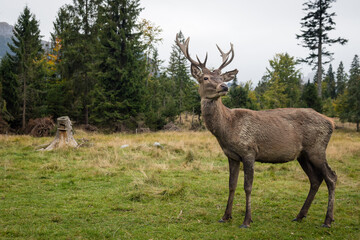 Male red deer in the forest, national park TANAP, Slovakia