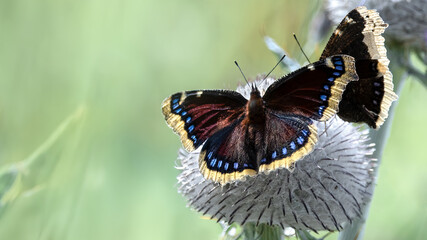 Two Camberwell Beauties (Nymphalis Antiopa)