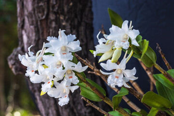 Dendrobium Kontumense Gagnep(Orchidaceae) Beautiful rare wild orchids in tropical forest of...