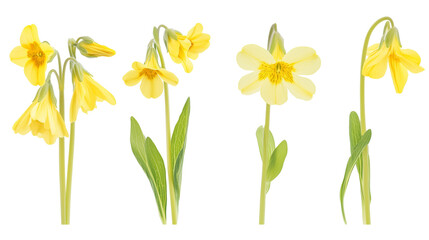 set of yellow cowslip flowers isolated on transparent background