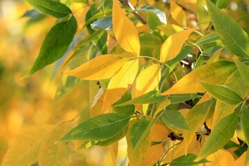 Autumn ash leaves on a blurred background
