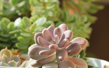 Leaves of different succulents on a blurry background