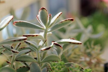 Leaves of different succulents on a blurry background