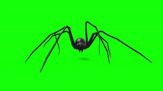 Front view of scary longlegs spider walk animation loop on green screen VFX element - 60 fps, 4K Pro Res with mask pass