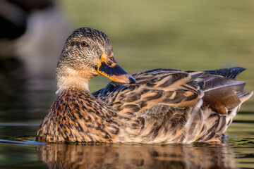 mallard duck backlit in morning light
