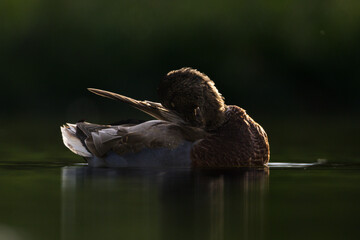 mallard duck backlit in morning light