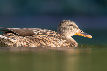 mallard duck backlit in morning light