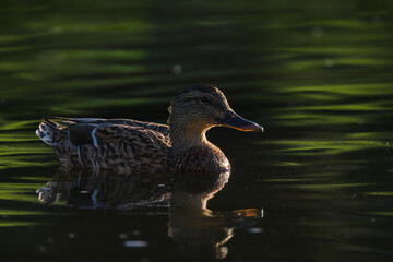 mallard duck backlit in morning light