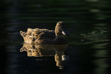 mallard duck backlit in morning light