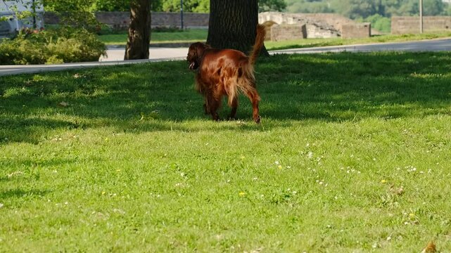 A charming Irish setter runs in the park on the green grass on a sunny summer day. The beautiful red hair of the dog shimmers and glitters in the sun. Pet is in slow motion, full-length side view