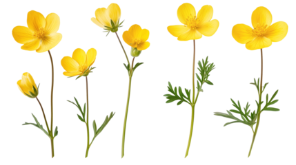 set of yellow buttercup flowers isolated on transparent background
