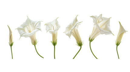 set of white datura flowers isolated on transparent background