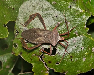 Giant leaf-footed bug Acanthocephala declivis insect nature pest control.