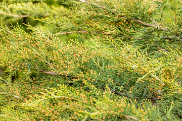 Eastern red cedar tree showing pollen cones in spring