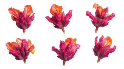 set of pink orange cockscomb flowers  isolated on transparent background