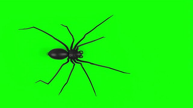 Top down view of scary longlegs spider walk animation loop on green screen VFX element - 60 fps, 4K Pro Res with mask pass