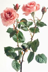 Fresh pink roses surrounded by green leaves in a decorative vase